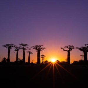 Sunset over Alley of the baobabs, Madagascar